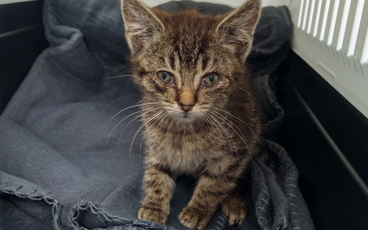 Zbiórka Pomóż porzuconemu kociakowi - zdjęcie główne