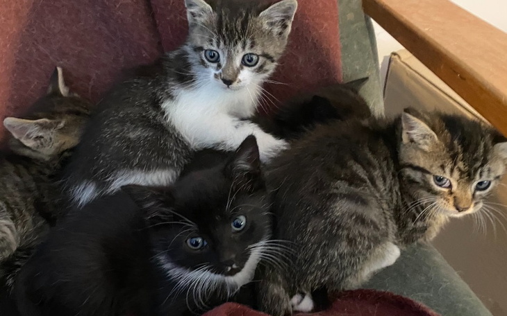 Zbiórka Szansa na dom i lepsze życie. - zdjęcie główne