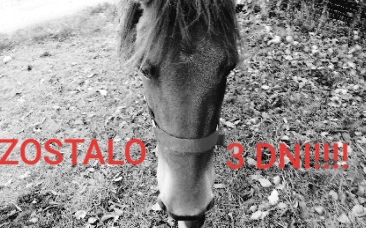 Zbiórka Uratujmy ją przed handlarzem - zdjęcie główne