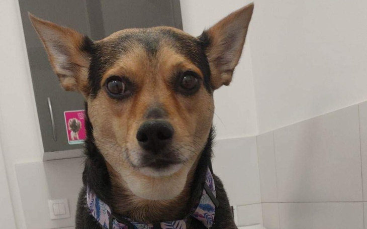 Zbiórka Leczenie trzustki Dory - zdjęcie główne