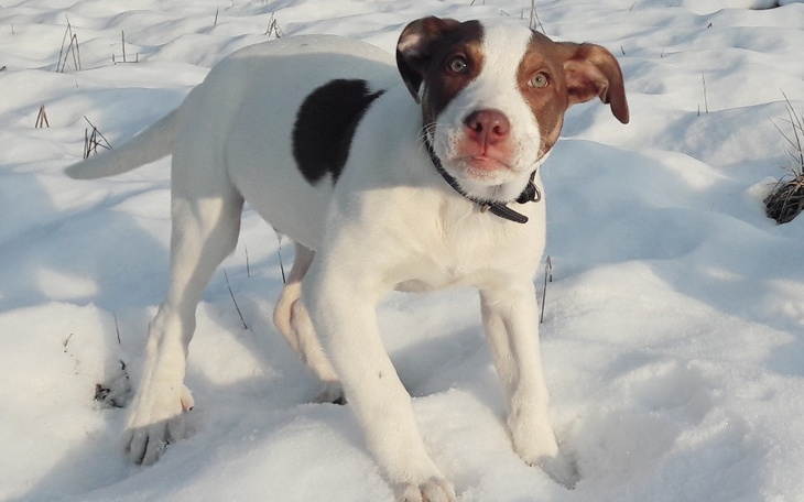 Zbiórka Nero- Pit bull z chowu wsobnego - zdjęcie główne