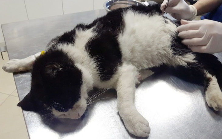 Kot na stole operacyjnym, otrzymujący opiekę weterynaryjną.