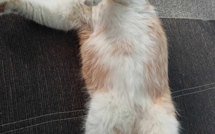 Zbiórka Mój kot ma chore nerki - zdjęcie główne