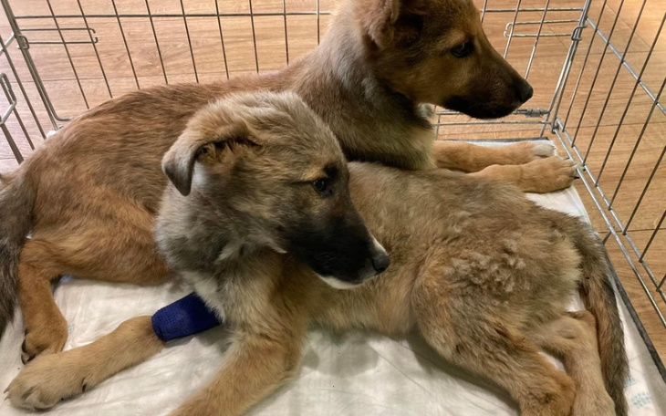 Zbiórka Walka o życie podopiecznych - zdjęcie główne