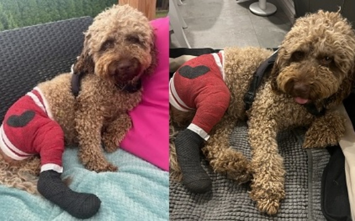 Zbiórka Rehabilitacja nóżek Loi - zdjęcie główne