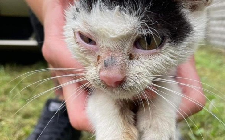 Zbiórka Lucek chory na FIP - zdjęcie główne