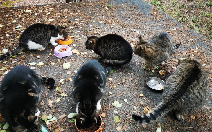 Grupa kotów jedzących z misek na zewnątrz.