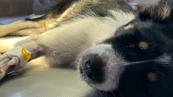 Zbiórka Dramatyczna sytuacja schroniska - miniaturka zdjęcia