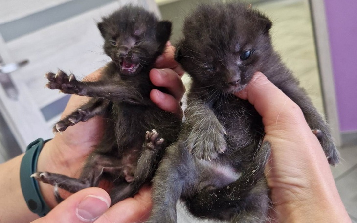 Zbiórka 26 kociąt pod naszymi skrzydłami - zdjęcie główne