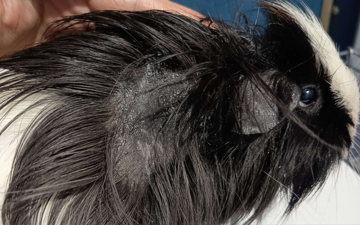 Świnka morska z niecodziennym futrem, z widocznymi zmianami.