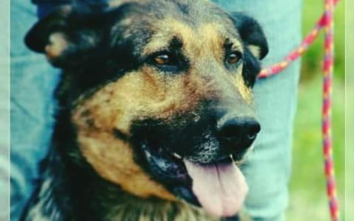 Zbiórka Uratujmy Mazdę - zdjęcie główne