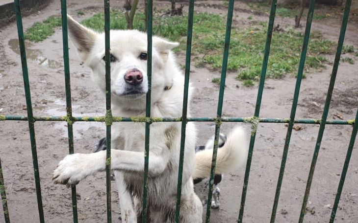 Biały pies patrzący przez ogrodzenie, z wyczekującym spojrzeniem.