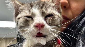 Zbiórka Minusik walczy o życie! - miniaturka zdjęcia