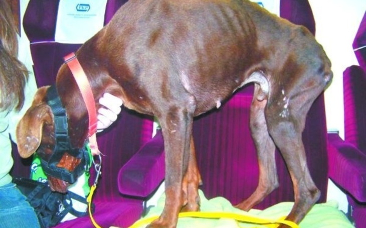 Zbiórka Na biedne pieski ze schroniska - zdjęcie główne