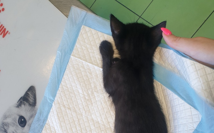 Zbiórka Leczenie Mikesza, Braciaka i Mal - zdjęcie główne