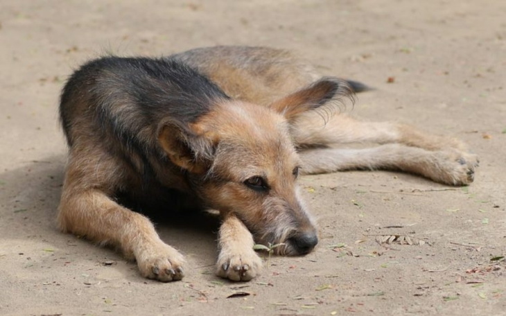 Zbiórka Miej serce dla zwierząt - zdjęcie główne