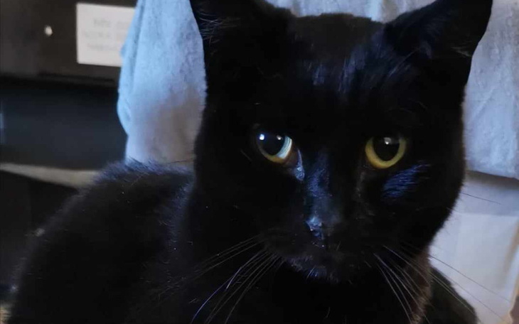 Zbiórka Na ratunek Dwukropce. - zdjęcie główne