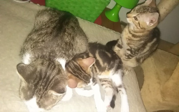 Zbiórka Dla moich kotków <3 - zdjęcie główne