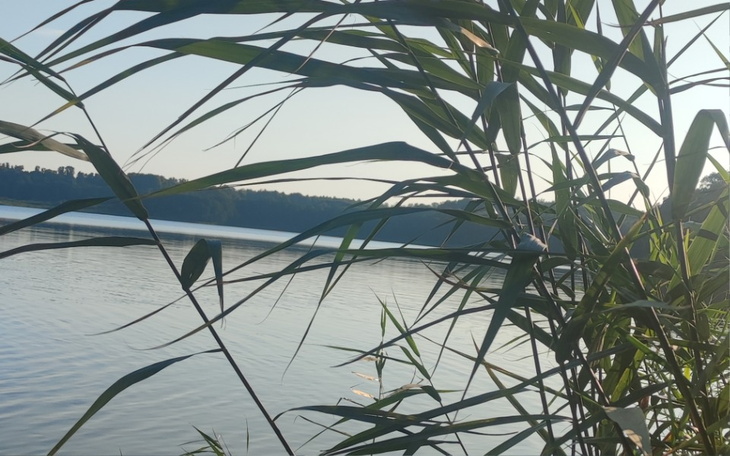 Zbiórka Spłata długów po chorobie psa - zdjęcie główne