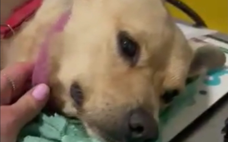 Zbiórka Świąt nie bedzie Dzoni - zdjęcie główne