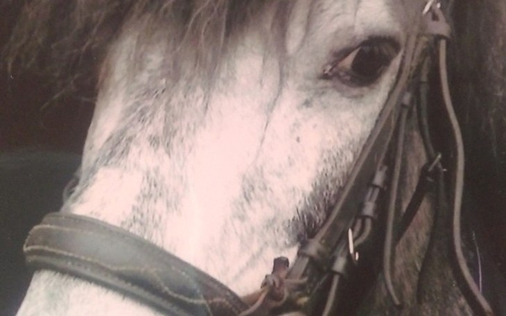 Zbiórka Instruktor sportu jazda konna - zdjęcie główne