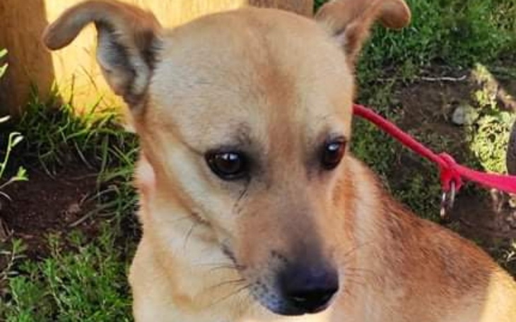 Zbiórka Hotelowanie Lolka - zdjęcie główne