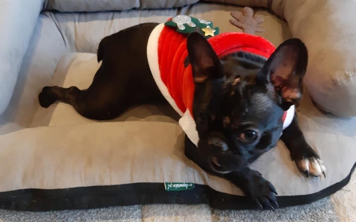 Zbiórka Leczenie Belli - zdjęcie główne