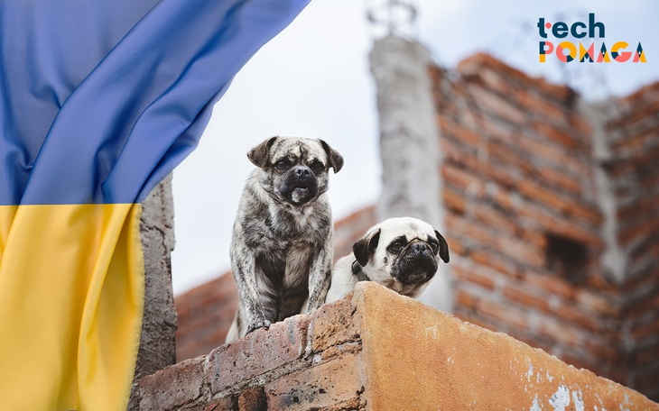 Zbiórka Karma dla Ukrainy - zdjęcie główne