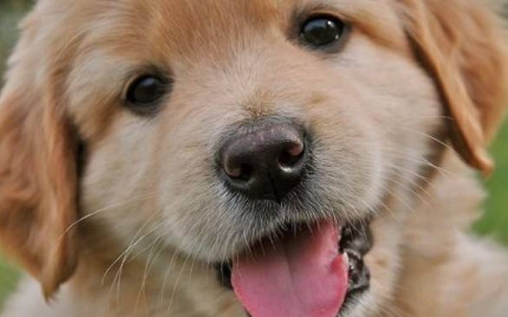 Zbiórka Zbiórka dla zwierzaczków - zdjęcie główne