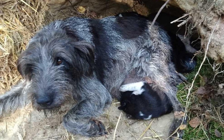 Pies z małym kociątkiem w norze, przytulają się w ciepłym miejscu.