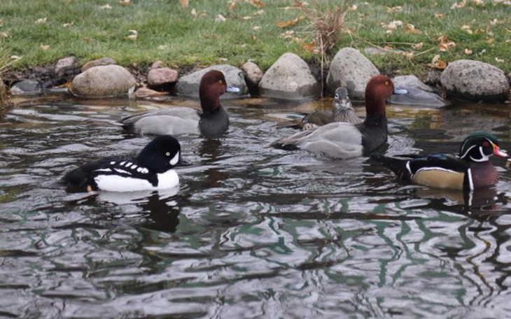 Zbiórka Woliera - zdjęcie główne