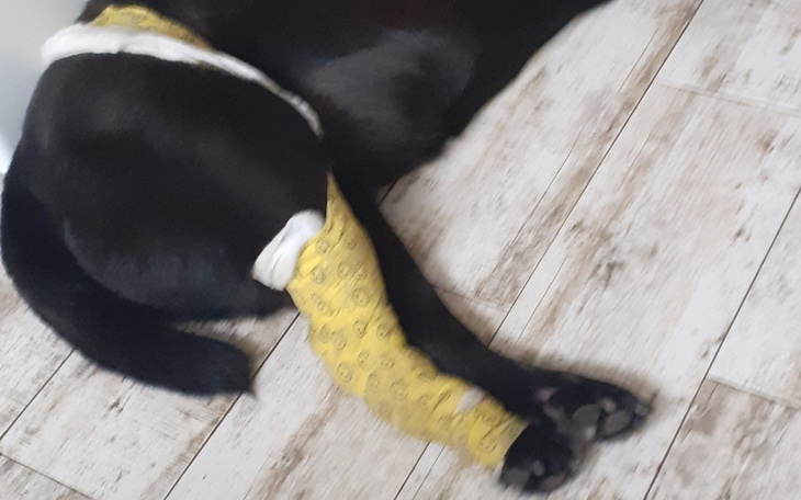 Zbiórka Labrador potrzebuje operacji - zdjęcie główne