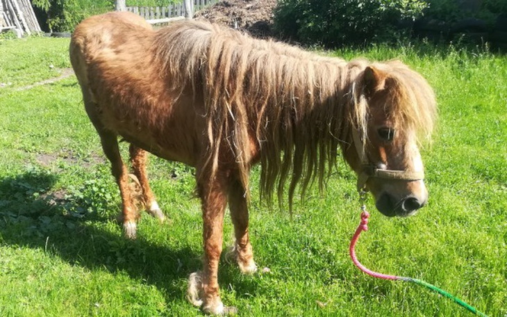 Zbiórka Kucyk z nikąd - zdjęcie główne