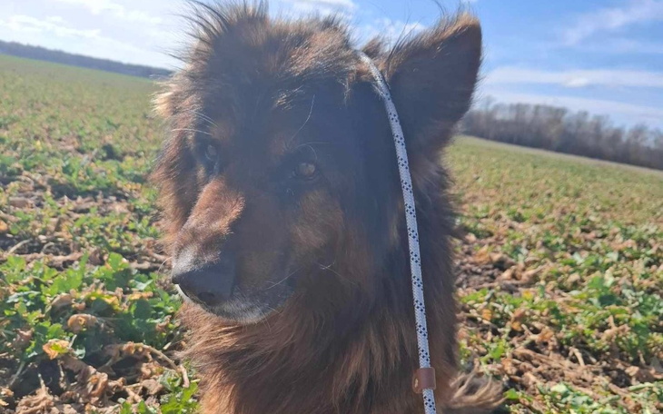 Pies na polu, z wyrazem radości i słońcem w tle.