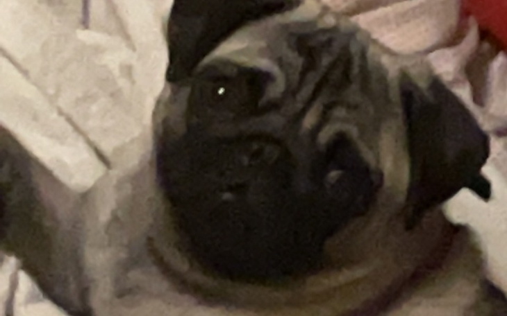 Zbiórka Zabieg dla pieska leczenia psa - zdjęcie główne