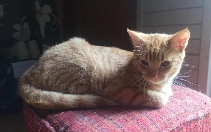 Zbiórka Biszkopcik zawalczył z FIP - zdjęcie główne