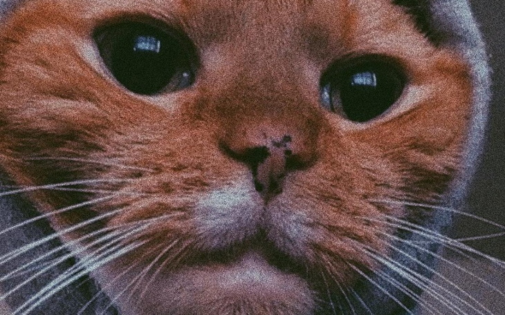 Zbiórka Na kebsika dla maksia - zdjęcie główne