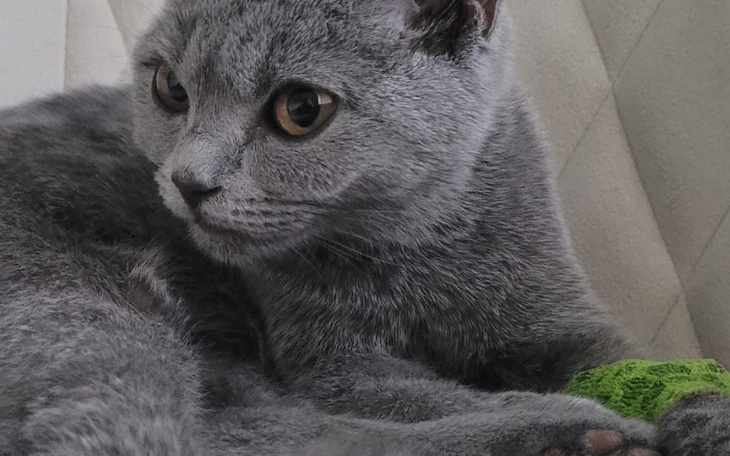 Szary kot leżący na kanapie, z wyrazistymi oczami.