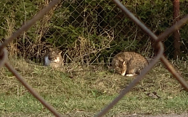 Dwa koty odpoczywające w trawie, widoczne przez ogrodzenie.