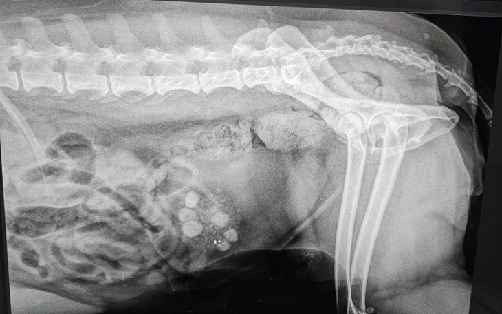 Zbiórka Pilne leczenie Pusi - zdjęcie główne