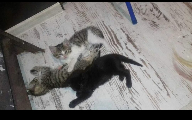 Zbiórka Splata i obrona domu od zabrania - zdjęcie główne