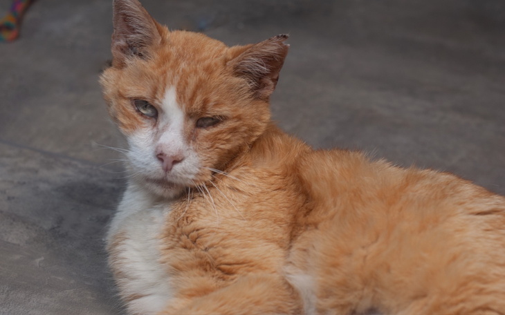 Rudy kot leżący na podłodze, z zamkniętym okiem.