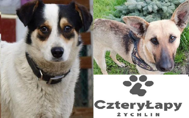 Zbiórka Cztery Łapy Żychlin - zdjęcie główne