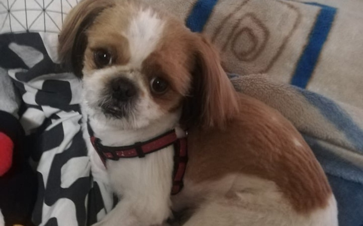 Zbiórka Leczenie Bafiego - zdjęcie główne