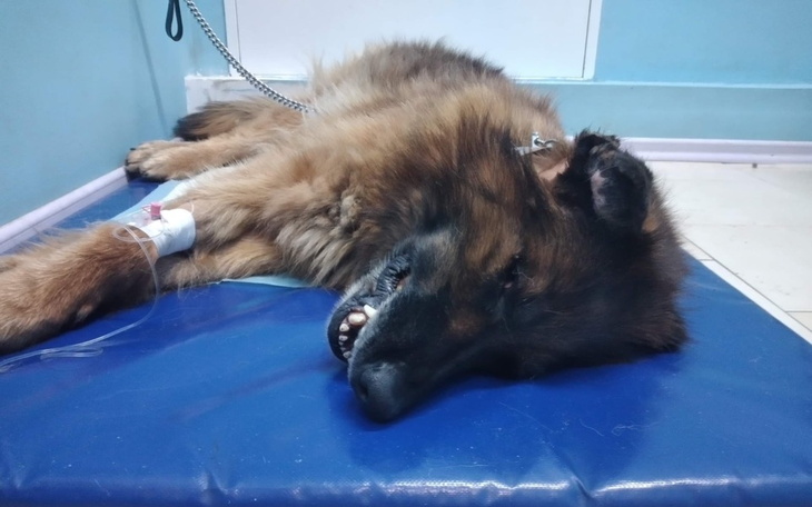 Zbiórka Cierpiąca Diana - zdjęcie główne