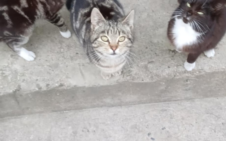 Trzy koty na chodniku, patrzące w obiektyw.