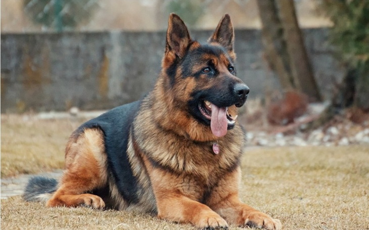 Zbiórka Pomoc dla zwierząt że schroniska - zdjęcie główne