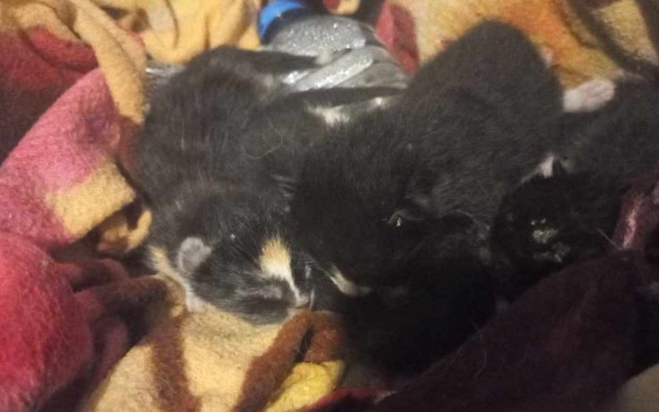 Zbiórka Kocięta wyrzucone w reklamówce - zdjęcie główne