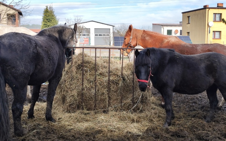 Trzy konie jedzą siano w stajni, w tle budynki.