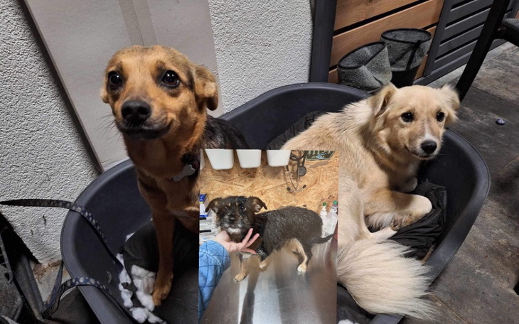 Zbiórka 3 suczki, 3 sterylizacje. - zdjęcie główne